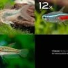 Zierfisch-Sortiment Einsteiger Für 80 Cm -EHEIM || JBL || sera Verkaufsgeschäft Zierfisch Sortiment Einsteiger 80 cm Aquarium