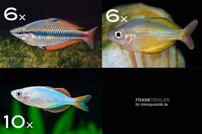 Zierfisch-Sortiment Regenbogenfische Für 120 Cm 3 Zierfisch-Sortiment Regenbogenfische Für 120 Cm