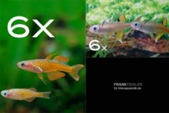 Zierfisch-Sortiment Regenbogenfische Für 60 Cm