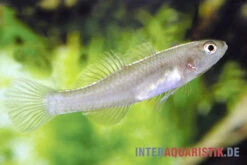 Zitronengrundel, Mugilogobius Rexi (Minifisch) -EHEIM || JBL || sera Verkaufsgeschäft Zitronengrundel 1 Paar Mugilogobius rexi Minifisch 2