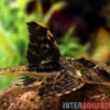 Zügelstrich-Hexenwels, Loricaria Sp. Rio Atabapo -EHEIM || JBL || sera Verkaufsgeschäft Zuegelstrich Hexenwels Loricaria sp Rio Atabapo