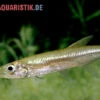 Zwerg-Barracuda-Salmler, Acestrorhynchus Cf. Minimus -EHEIM || JBL || sera Verkaufsgeschäft Zwerg Barracuda Salmler Acestrorhynchus cf minimus 1