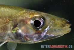 Zwerg-Barracuda-Salmler, Acestrorhynchus Cf. Minimus -EHEIM || JBL || sera Verkaufsgeschäft Zwerg Barracuda Salmler Acestrorhynchus cf minimus 3