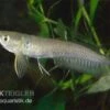 Arowana, Osteoglossum Bicirrhosum -EHEIM || JBL || sera Verkaufsgeschäft arowana Osteoglossum bicirrhosum