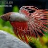 Crown Tail Kampffisch Red Dragon, Männchen, Betta Splendens -EHEIM || JBL || sera Verkaufsgeschäft betta splendens Kampffisch red dragon