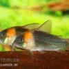 Dreieckspanzerwels, Corydoras Eques Tefe -EHEIM || JBL || sera Verkaufsgeschäft corydoras eques tefe