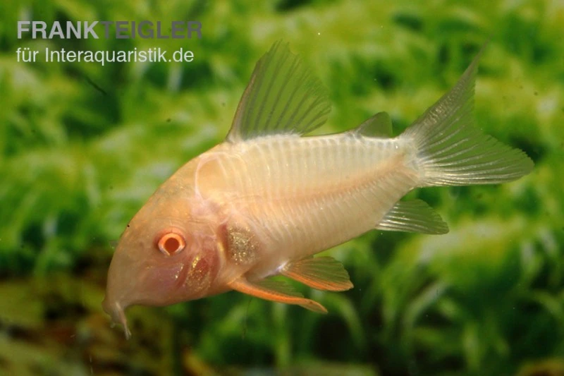 Sterbas Panzerwels, Gold, Corydoras Sterbai, Gold 3 Sterbas Panzerwels, Gold, Corydoras Sterbai, Gold