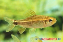 Fleckenschwanzsalmler, Crenuchus Spilurus -EHEIM || JBL || sera Verkaufsgeschäft ia crenuchus spilurus brasilien frau4