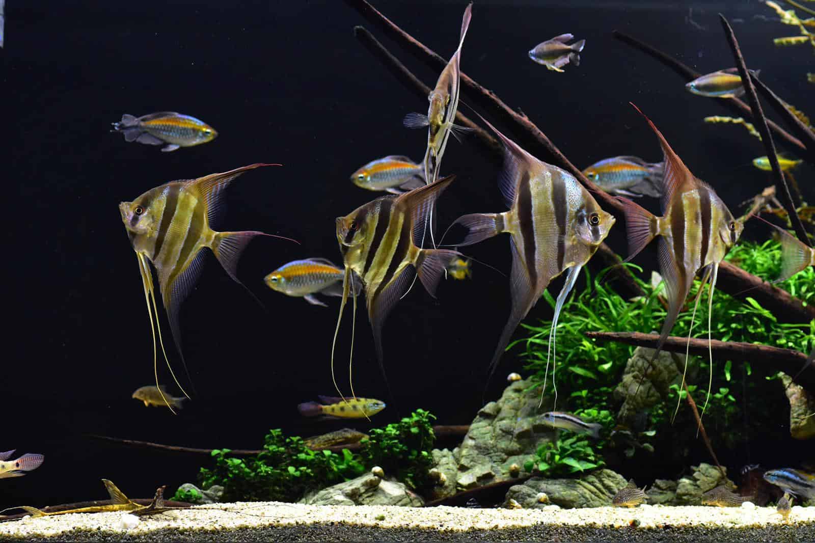 Titelseite -EHEIM || JBL || sera Verkaufsgeschäft IMG 20201221 WA0002