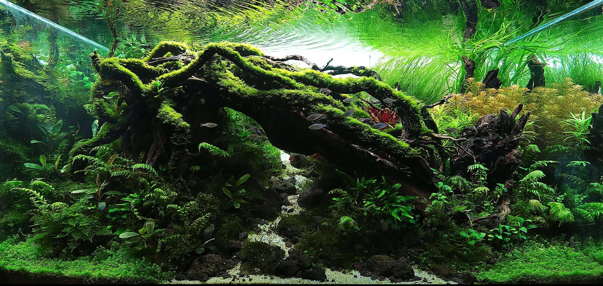 Titelseite -EHEIM || JBL || sera Verkaufsgeschäft aquascaping styles nature aquarium creating shadow 4