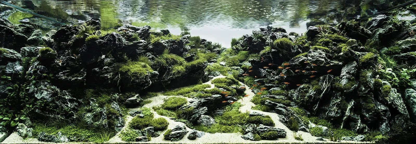 Titelseite -EHEIM || JBL || sera Verkaufsgeschäft nature aquarium aquascaping 7